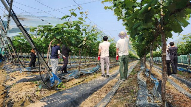 금산군청 공무원 농촌 일손돕기