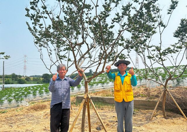 꽃나무 식재(무장면 백양마을 주민들)