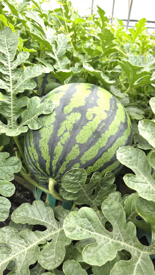 명품수박 포장 사진 (1)