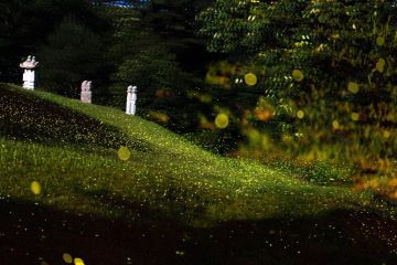 3.제2회 반딧불이 축제