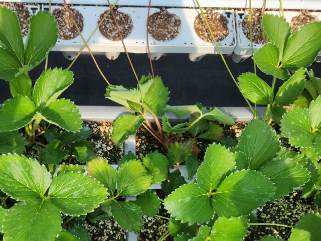 사본 -작은뿌리파리피해 어미묘