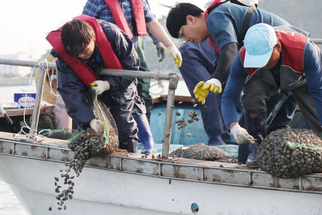 202락 및 동죽 종자 47톤 살포)-2