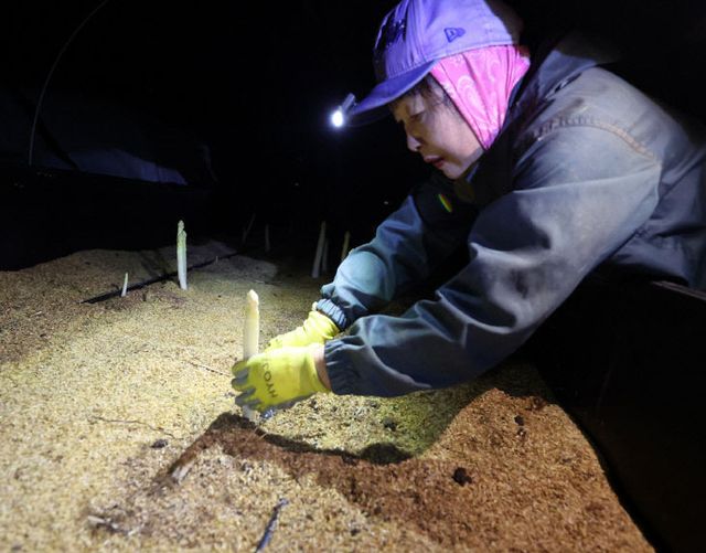 화이트 아스파라거스 수확 3