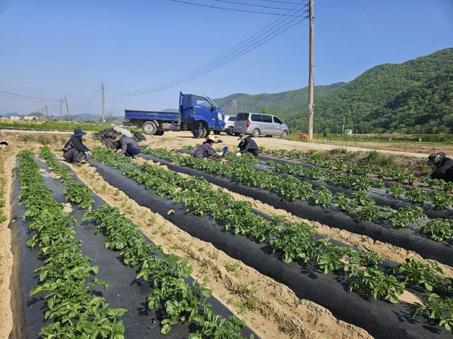 농업기술센터와 감물면사무소,
