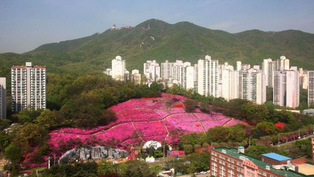 군포철쭉동산 전경.