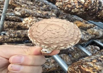 1. _상촌면, 일라이트 활용한 ‘일라이트 표고’ 개발