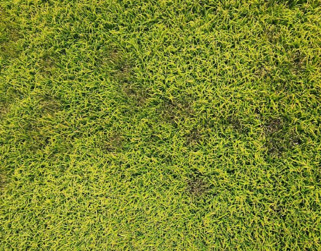 저온 피해 사진