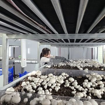 1.부여군버섯산업연구소 연구 활동 (1)