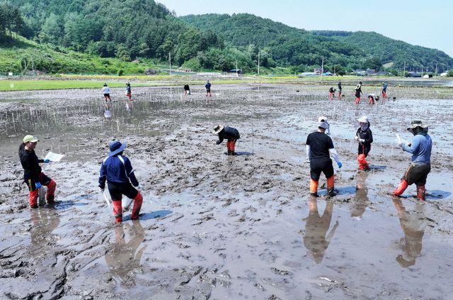 논에 유색벼로 표현하고 있다. (3)