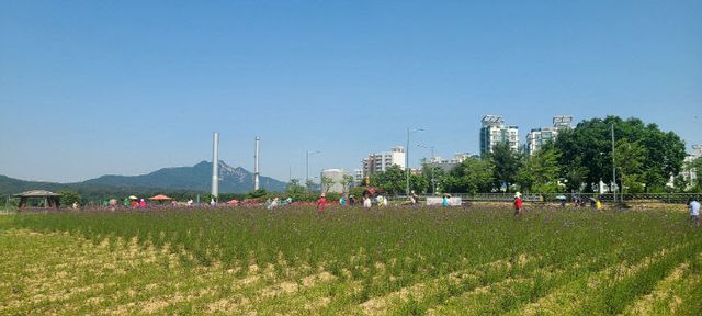 나리농원 무료개장