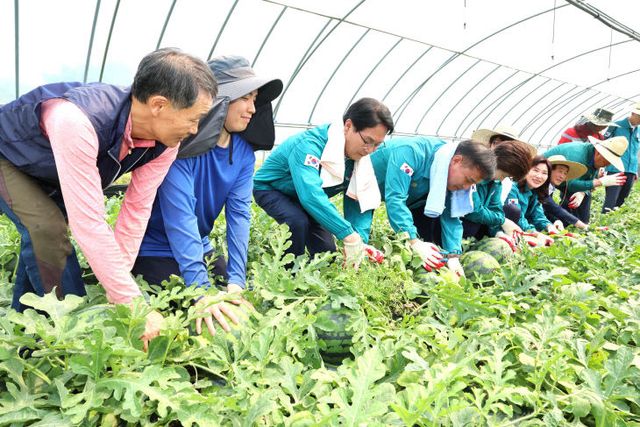 심덕섭 고창군수, 지리적표시제 등록 _명품 고창수박_ 수확