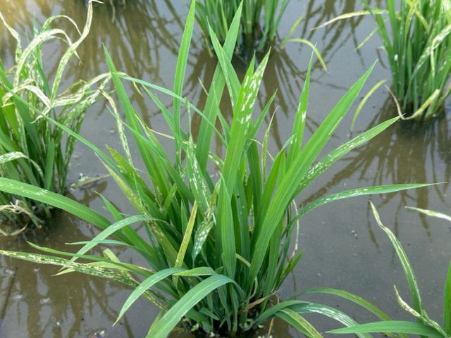 사본 -(사진3)벼잎벌레 피해