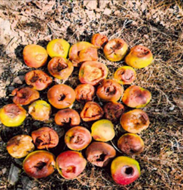 야생동물로 피해를 본 농작물 사진.