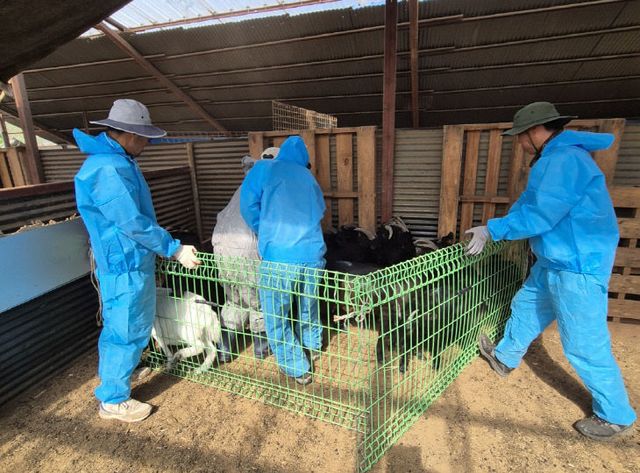 2.염소 백신 접종 모습