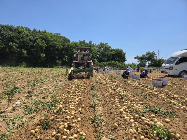 사본 -(사진2)감자 수확 현장