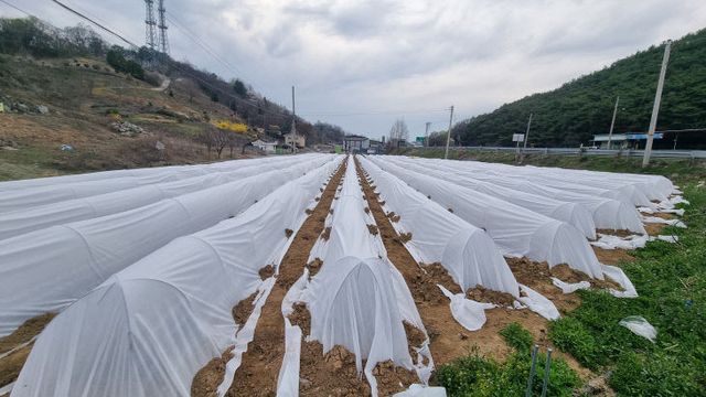 고추부직포재배3