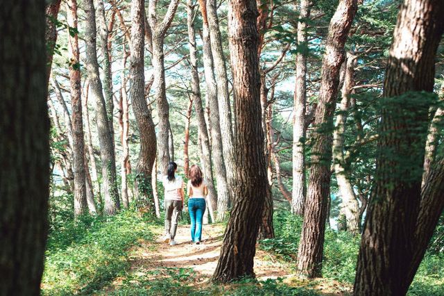 사진으로 관광객 유혹(내장산 조각공원 산책길)