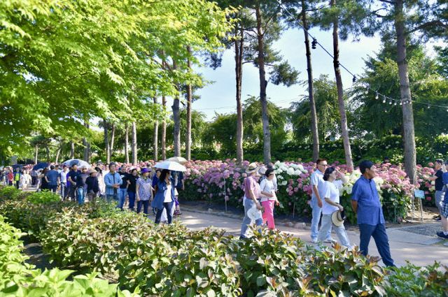 지난해 공주 유구색동수국정원 꽃 축제