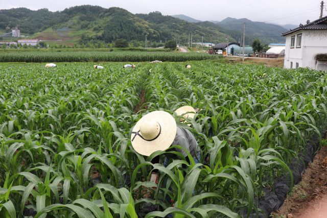 [교육지원청] 농촌일손돕기 (3)