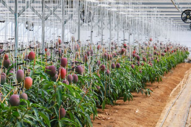 산청군 애플망고 재배농가 성과평가회 (3)