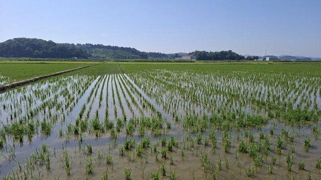 사본 -(사진3)벼 건답직파