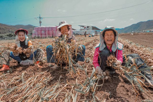 01의성군제공 마늘 수확1