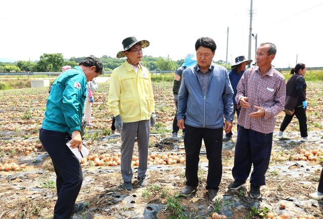 심덕섭 고창군수, 성내면 양파수확 농가 일손돕기(2)