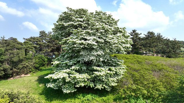 아산면 중월마을 이팝나무(1)