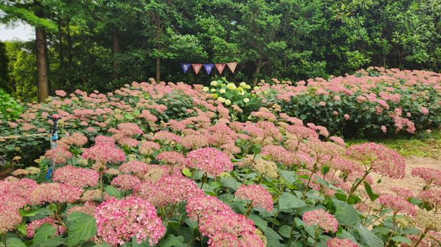 5. 청산수목원 수국 만개 2