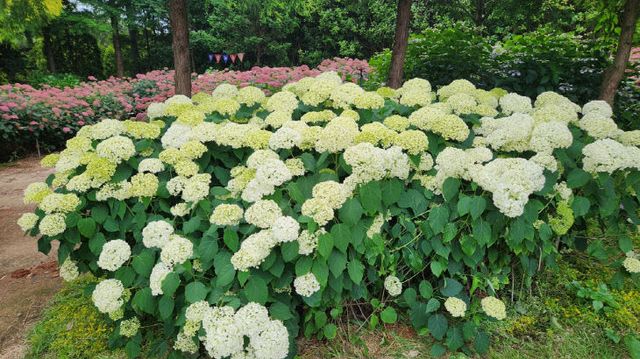 5. 청산수목원 수국 만개 3