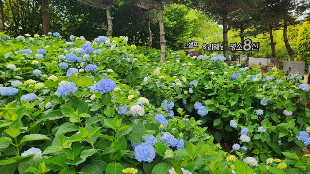 5. 청산수목원 수국 만개 1