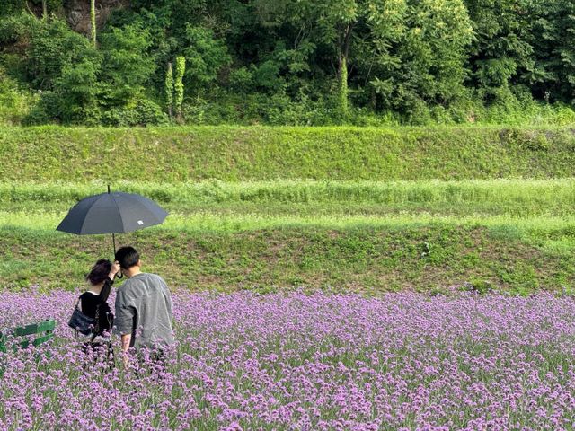 보도 1) 버베나 꽃밭(6)