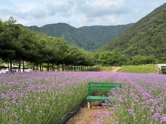 보도 1) 버베나 꽃밭(5)