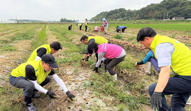 범농협 한마음 농촌일손 집중 지원의날 행사(2)