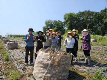 1. 아산시 영인면, 농촌 일손 돕기 실시