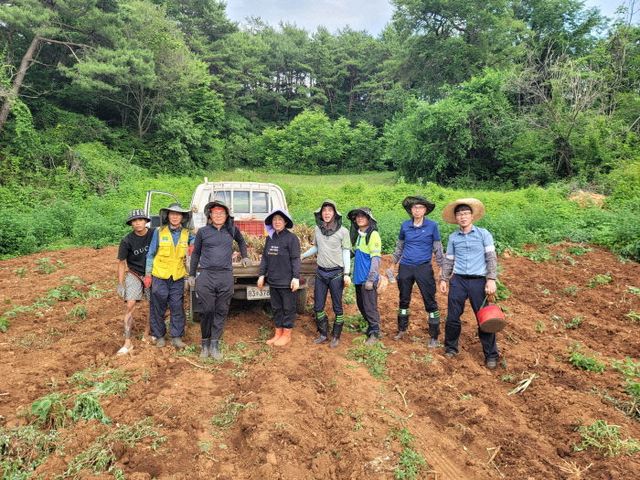 보도 6) 매포읍 일손돕기 작업사진(2)