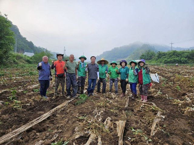 보도 6) 영춘면 새마을협의회 일손돕기(1)