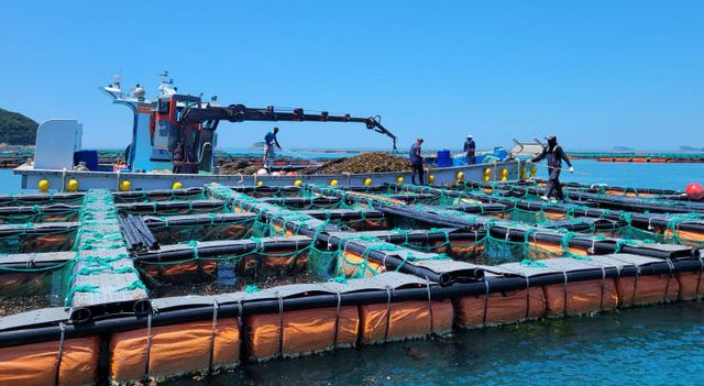 완도 보길도 전복양식장
