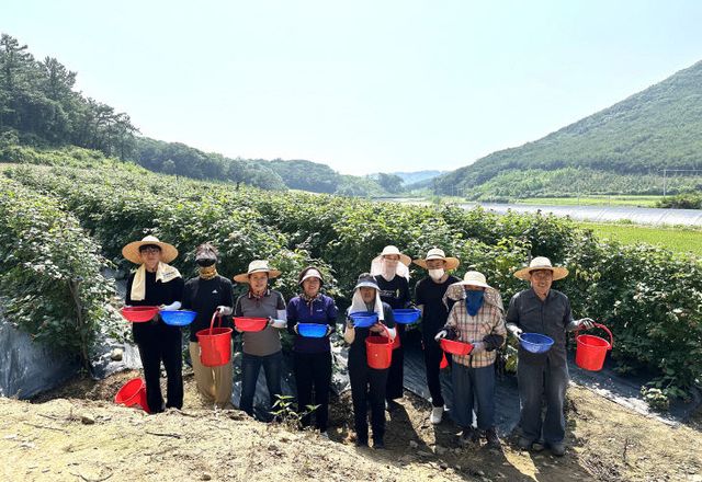 공음면 농촌일손돕기