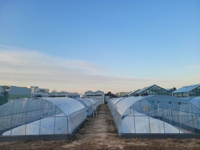 국산 PO 필름을 활용한 참외하우스