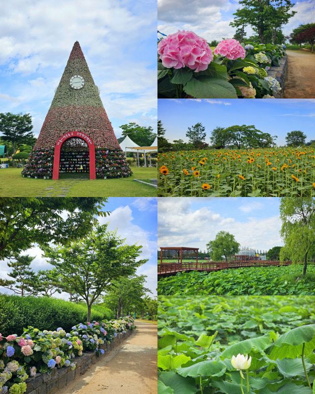 붙임1 무안연꽃축제가 열리는 회산백련지 전경