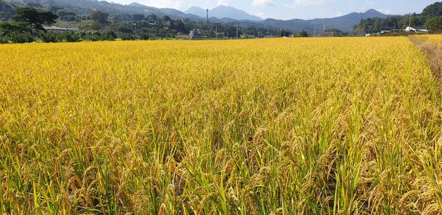 가루쌀 재배 모습.