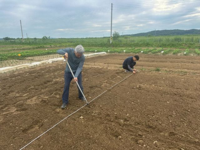 2. 파주시, 장단백목 품종보호출원 재배연구 착수