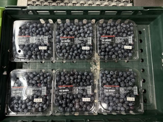 고품질 블루베리 공동선별 및 출하 본격 추진2