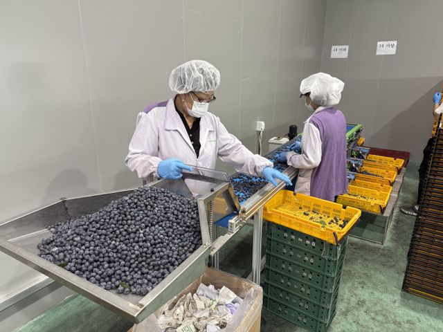 고품질 블루베리 공동선별 및 출하 본격 추진
