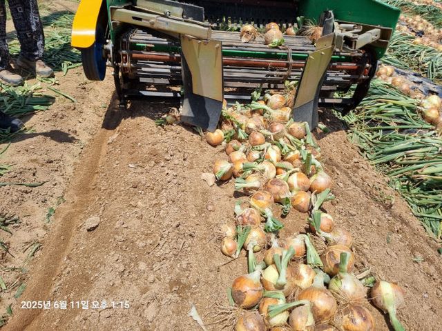 사본 -(사진3)양파 기계화 시연1