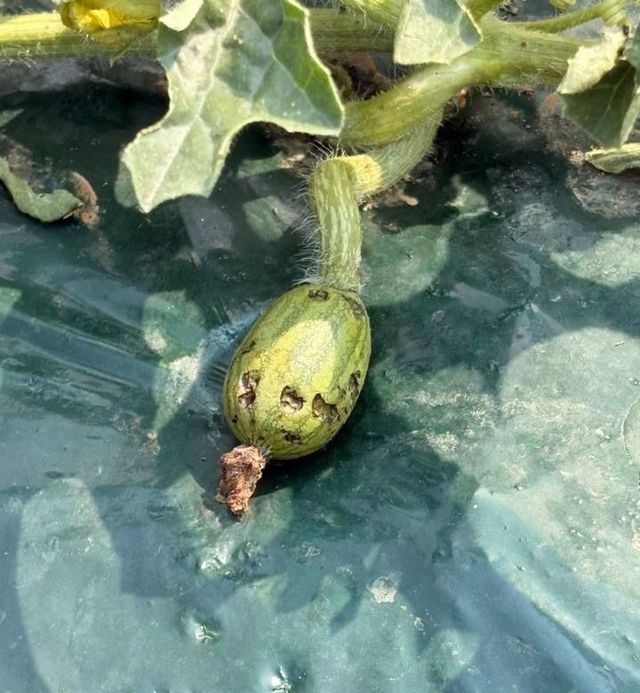 보도 3) 우박 피해 수박 사진