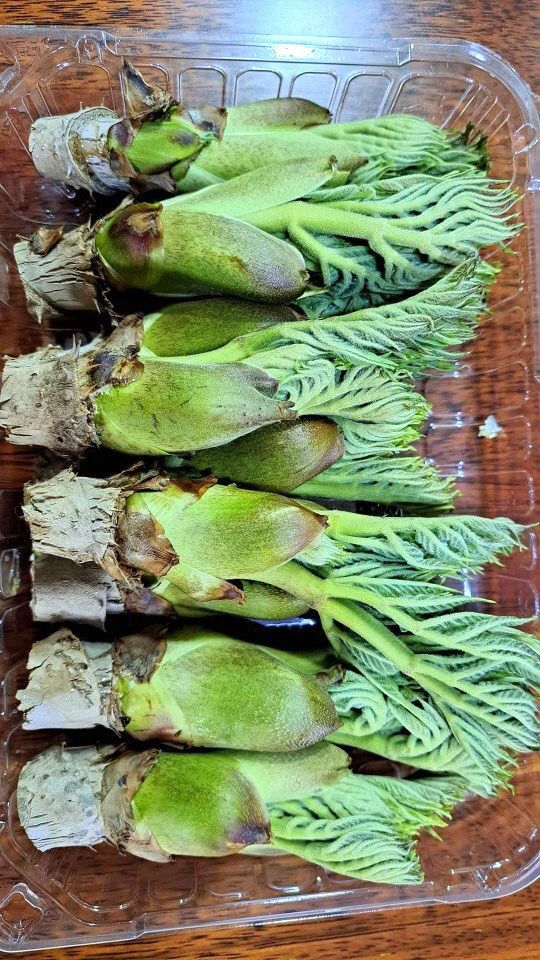 Resized_FB_IMG_1681173277403