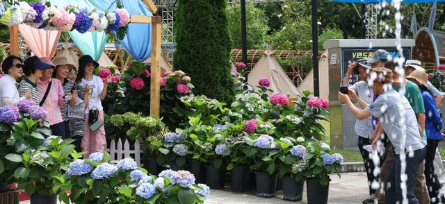 1-제3회 강진수국축제(2일) (2)