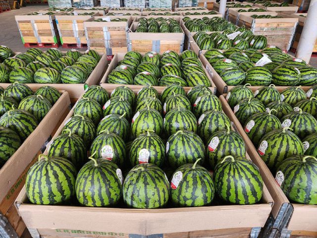 음성명작 다올찬 수박 사진